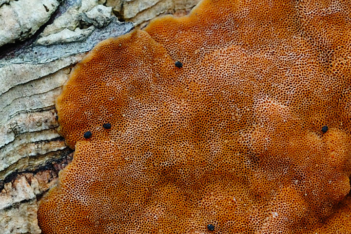 Crosta su sughera (Phellinus sp.)